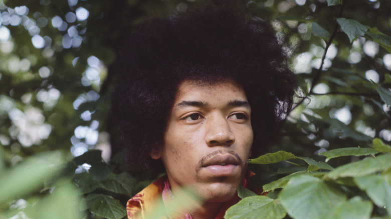 Jimi Hendrix looking out from foliage