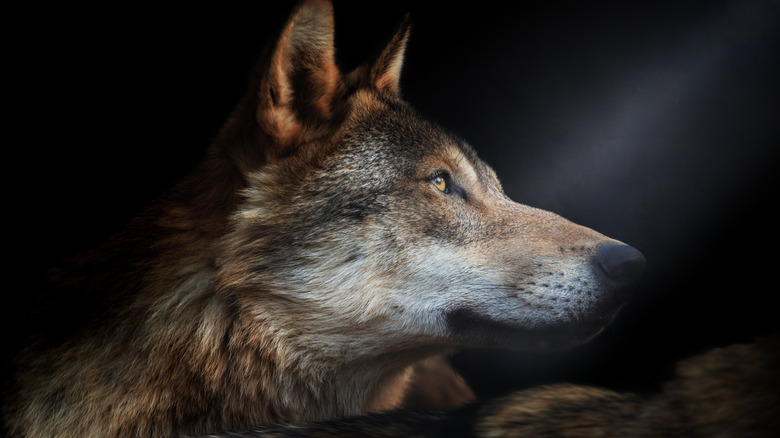 wolf in a beam of light