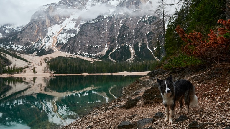 border collie edge of a lake