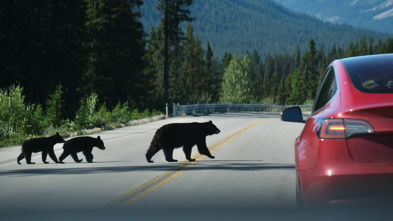bears cross street near car
