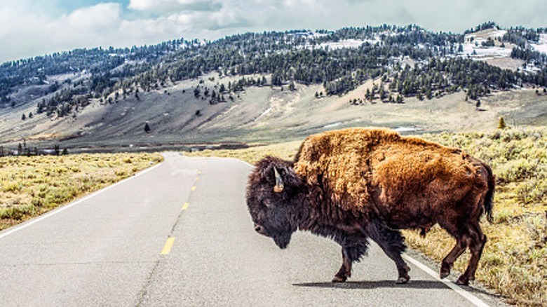 bison crossing a road