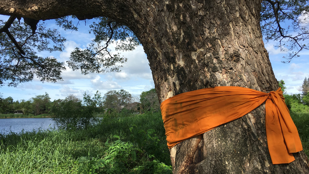 tree with a orange ribbon tied around it