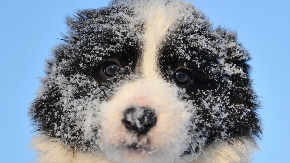 Snow Puppy