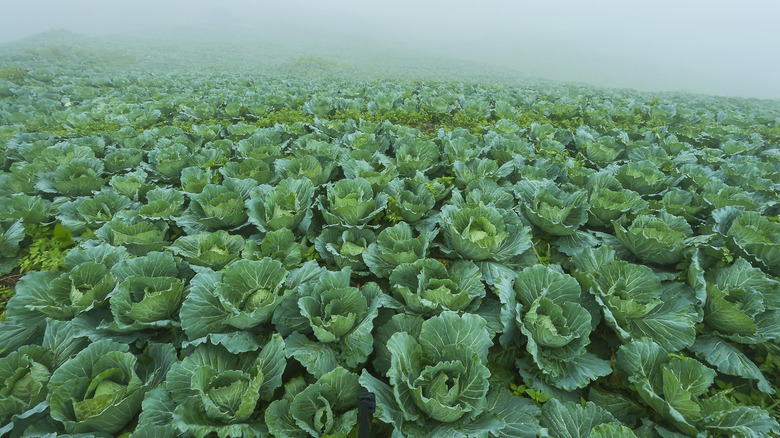 Lettuce in Salinas