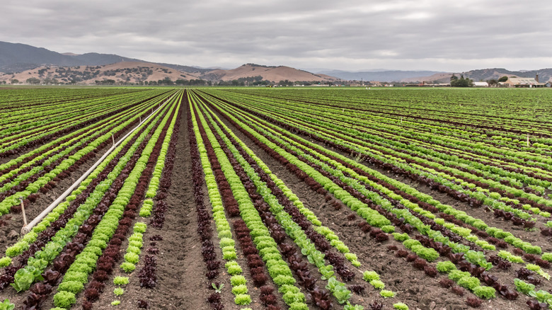Salinas lettuce
