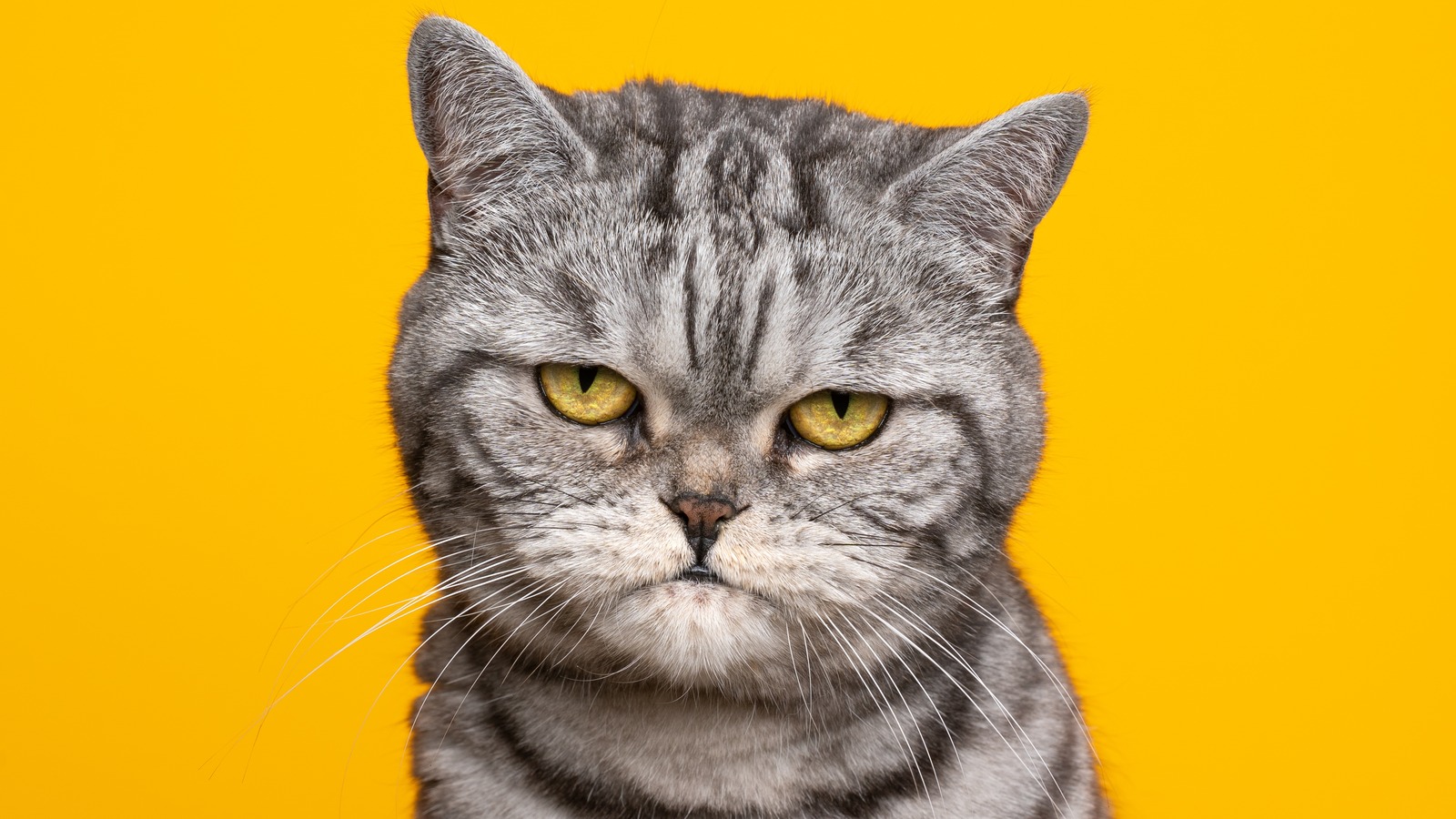 Sanpaku Eyes The Japanese Superstition Explained