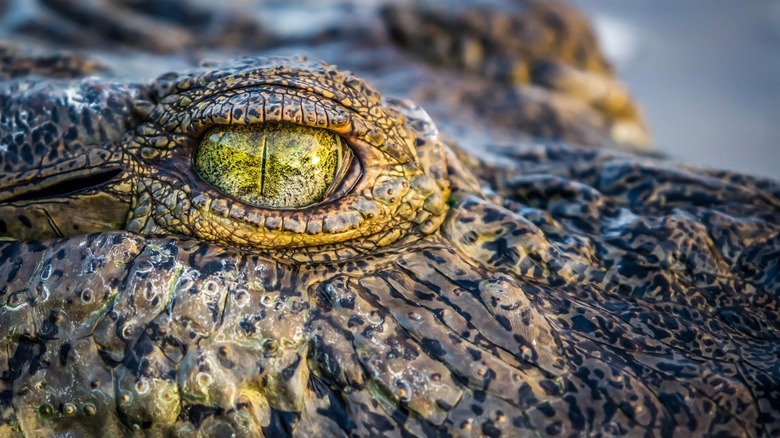 Close-up of crocodile