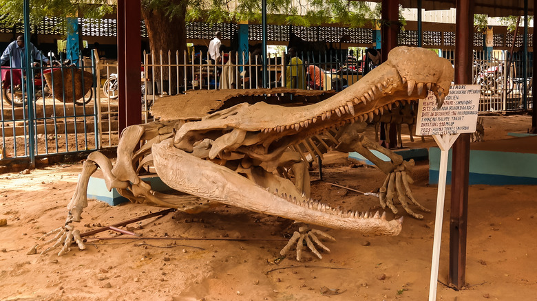 Sarcosuchus skull