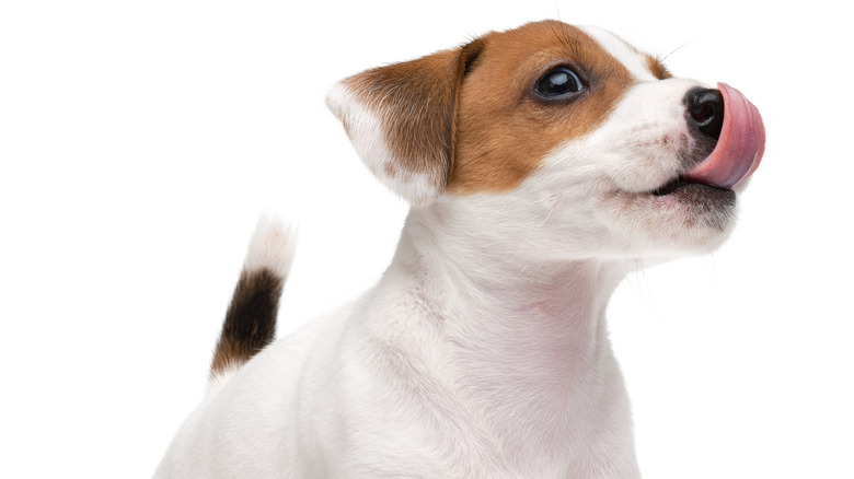 Terrier puppy