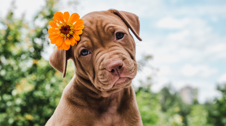 Brown puppy with flower behind ear