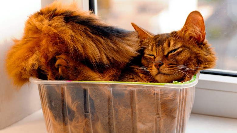 Cat in fruit box on windowsill