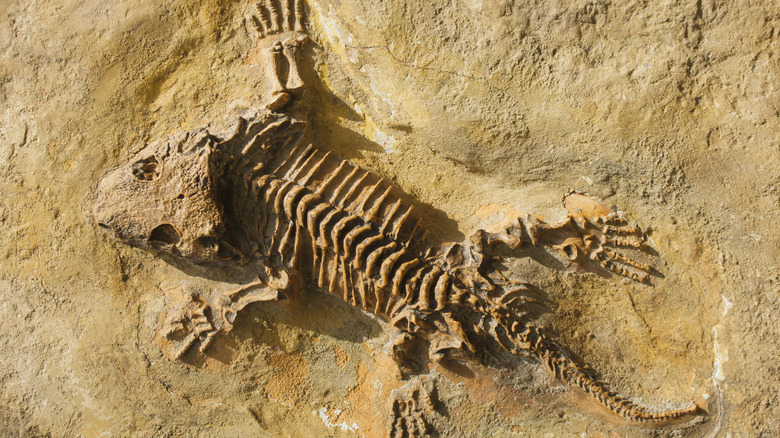 Fossil of a reptile