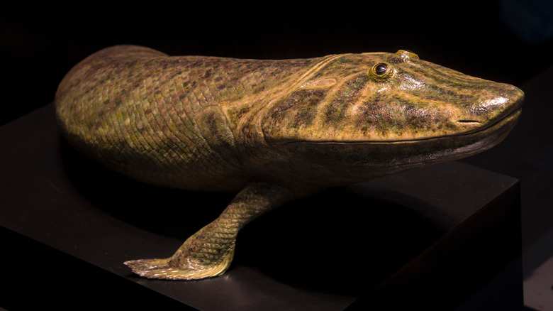 Prehistoric fish model