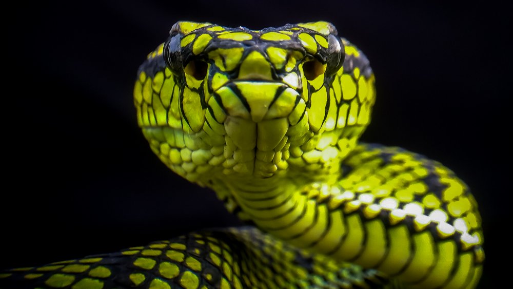 Scientists build robot snake that could help in disaster response, Robots