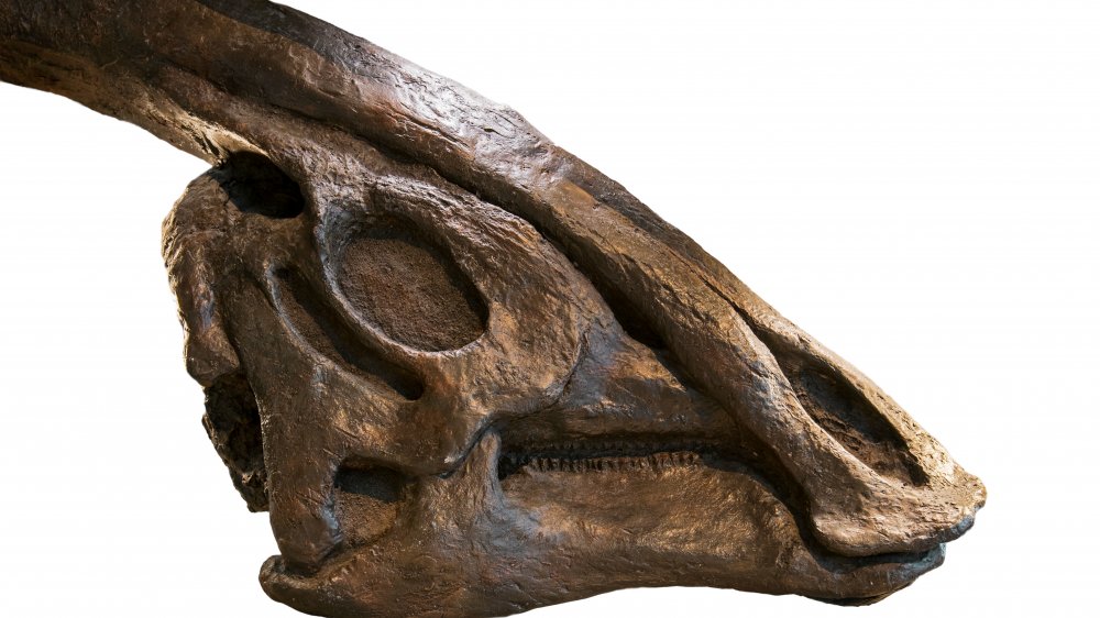 Fossilized dinosaur skull