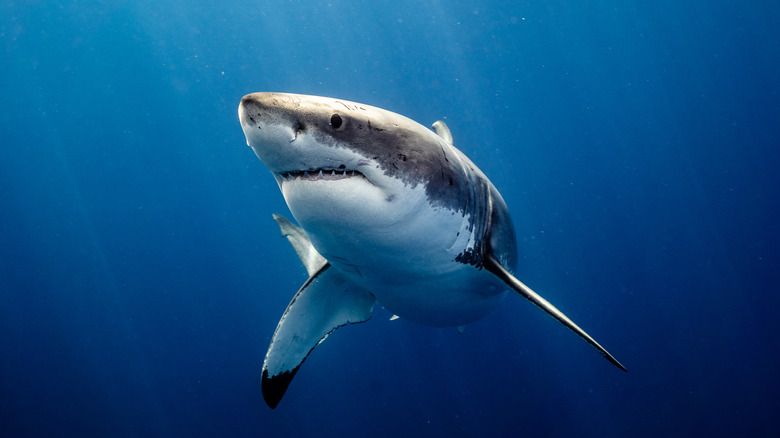 shark swimming