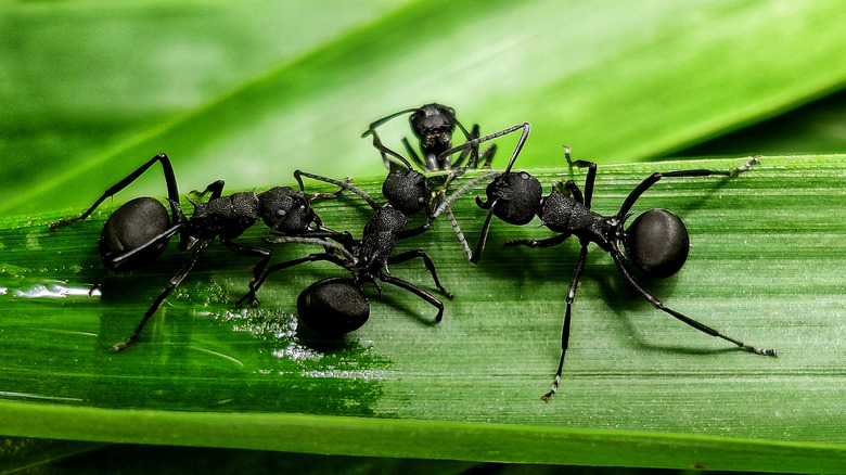 Four ants on a leaf