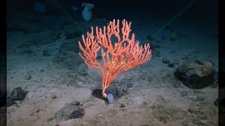 natural reef