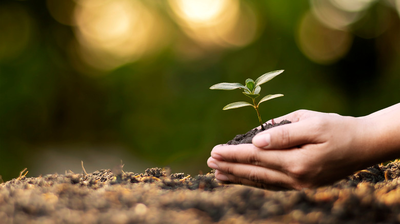 hands and plant