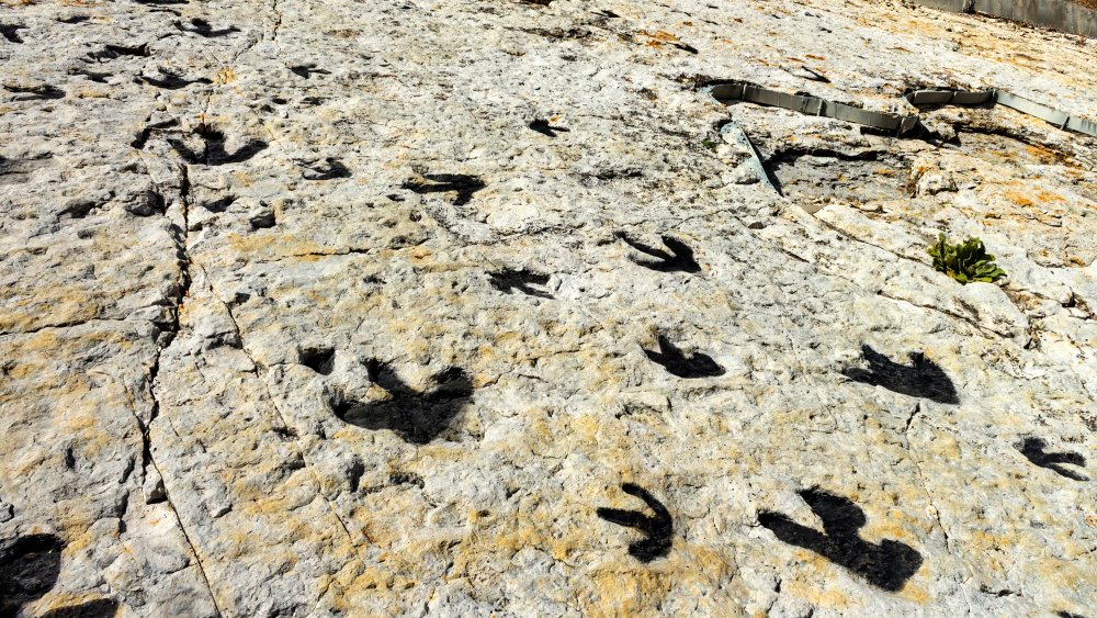 dinosaur tracks