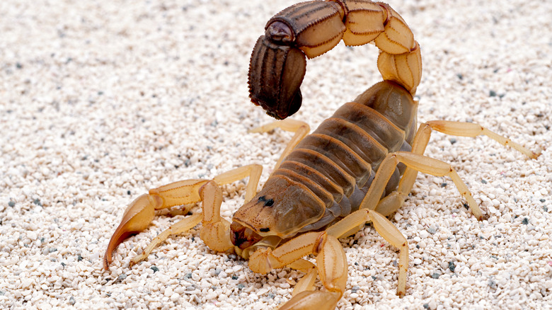 A scorpion on stony ground