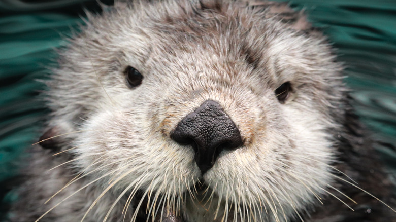 A sea otter head