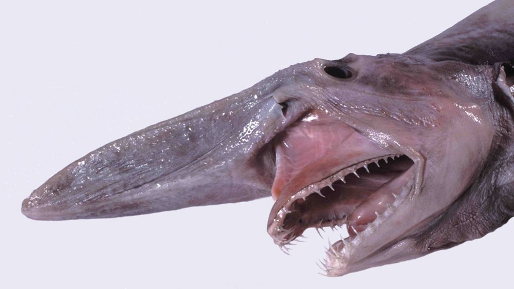 The actual head of a goblin shark on display