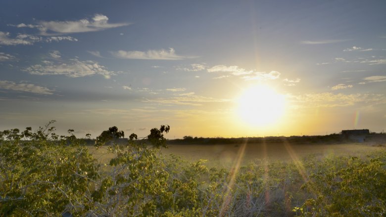 The Everglades