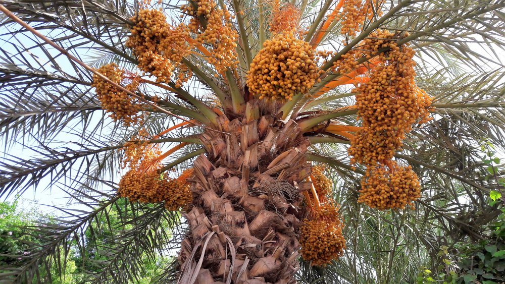 date palm, Biblical seeds