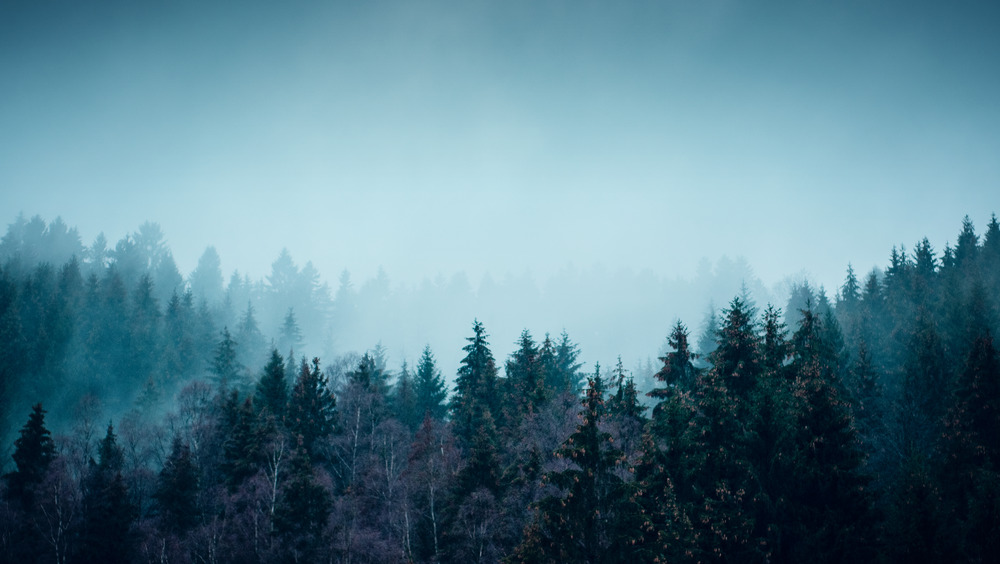 harz mountain range with trees and blue-green sky