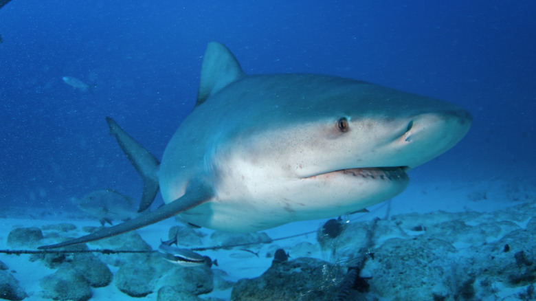 Bull shark in blue water