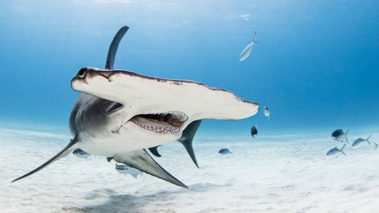 A hammerhead shark