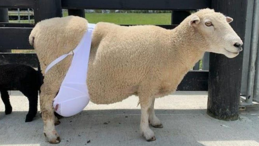 Sheep with bra