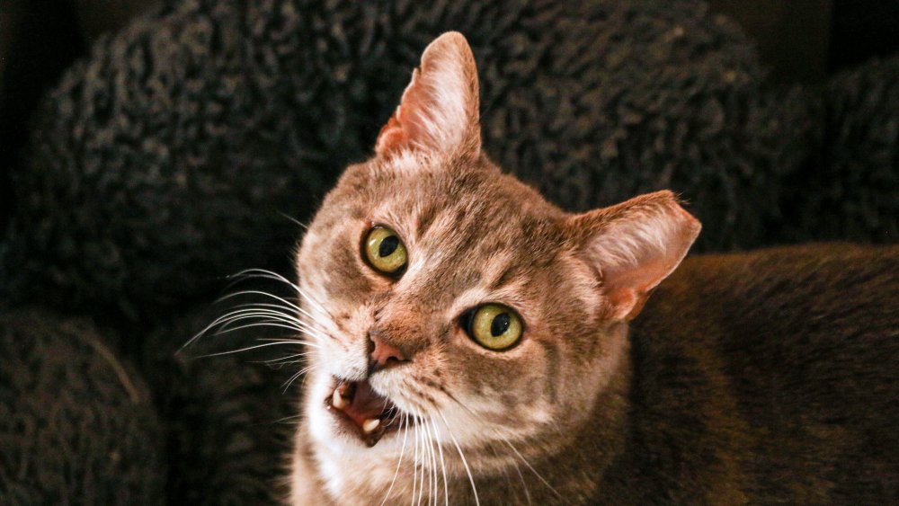 Cat Screaming — What It Sounds Like and What It Means - Catster