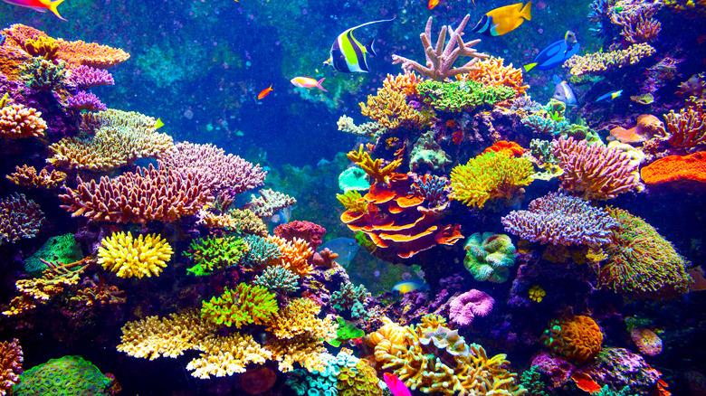 Coral reefs in Singapore