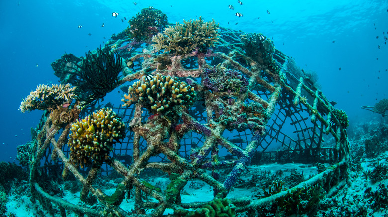 coral reef restoration
