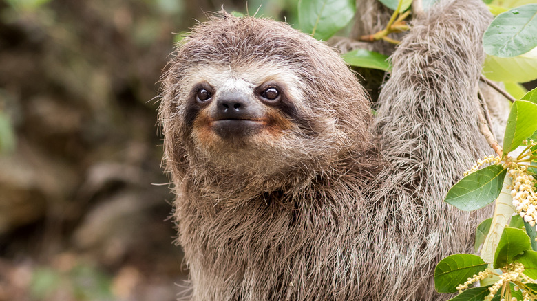 Sloth hanging from a tree