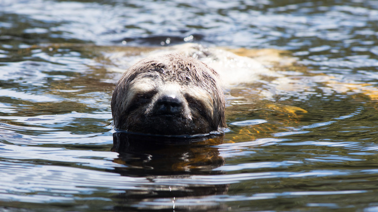 A sloth in water