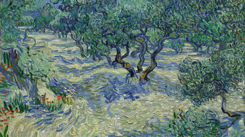 The Olive Trees with green tree tops