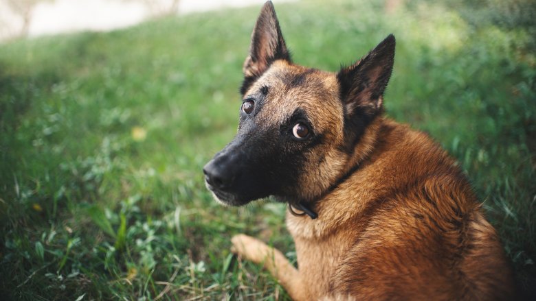 what breeds are the smartest dogs