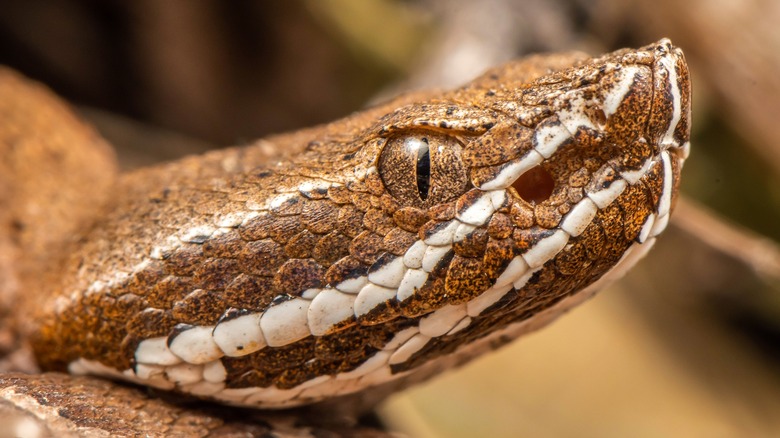 Close up of a snake's head
