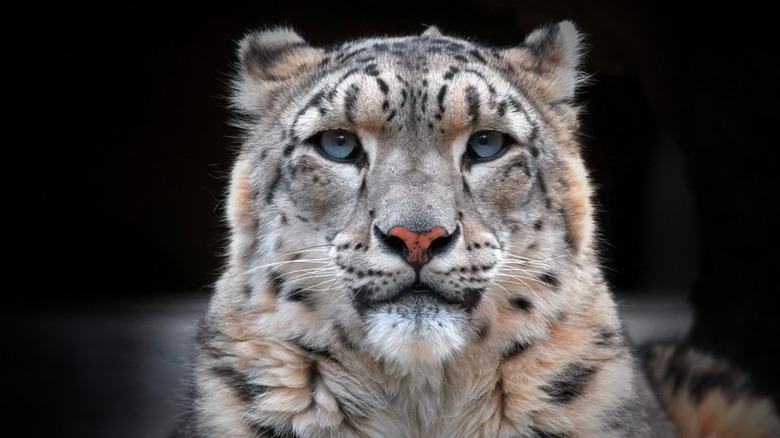 snow leopard