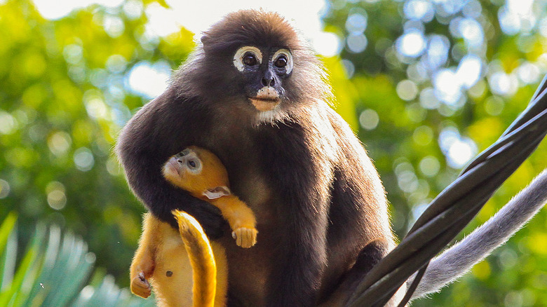 Monkey holding deceased infant