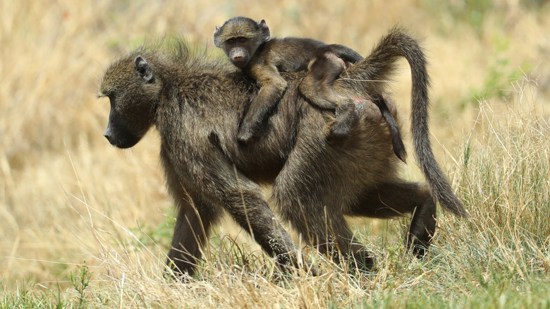 Baboon carrying infant