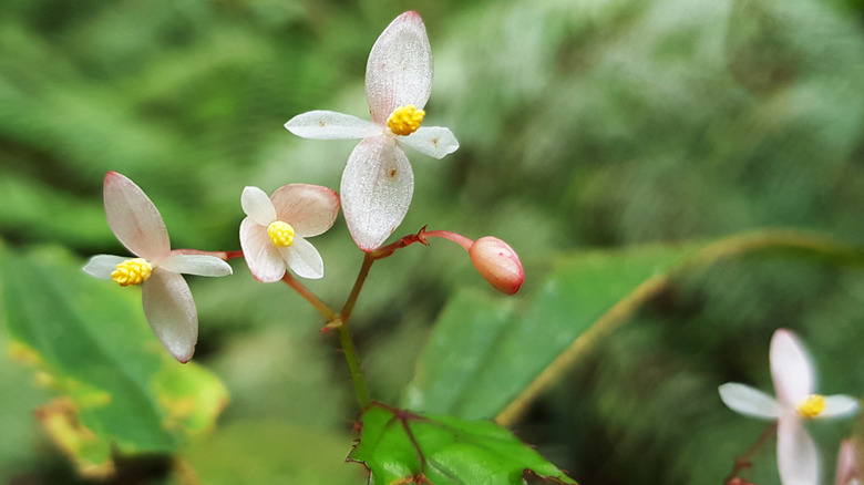 Begonia bangsamoro with white petals