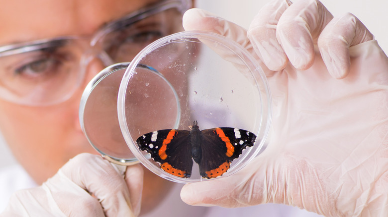 entomologist examining new butterfly species