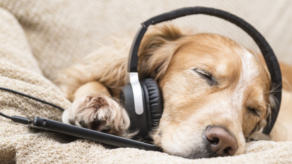 dog music