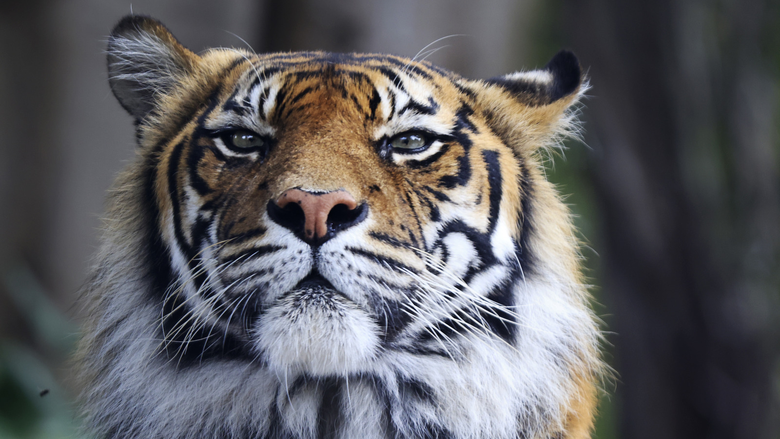 Staffer Severely Injured At Carole Baskin's Big Cat Rescue