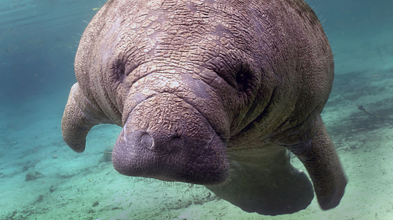 Manatee swimming along being cute