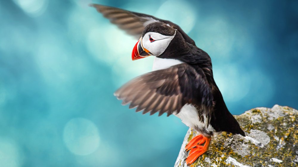 Puffin